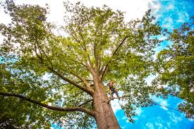 Best Seasonal Cleanup (Spring/Fall)  in USA